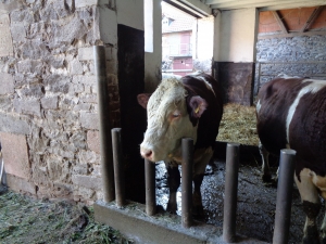 Kühe, Schweine, Treckerfahren und noch viel mehr: Klasse Dittmann auf dem Bauernhof